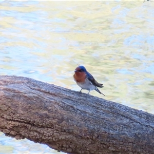Hirundo neoxena at Goodnight, NSW - 24 Mar 2025 03:55 PM