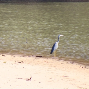 Egretta novaehollandiae at Goodnight, NSW - 24 Mar 2025 04:12 PM