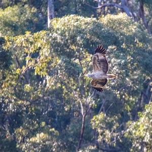 Haliaeetus leucogaster at Lower Portland, NSW - 3 Aug 2021 03:33 PM