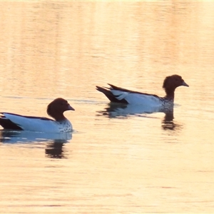 Chenonetta jubata at Goodnight, NSW - 24 Mar 2025 06:44 PM