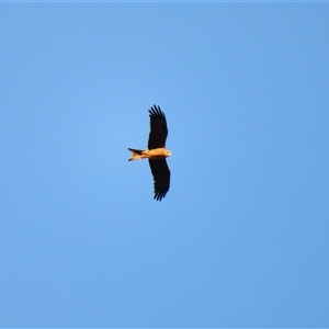 Milvus migrans at Goodnight, NSW - 24 Mar 2025 06:58 PM