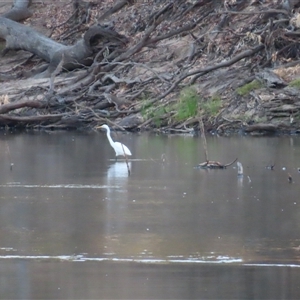 Ardea alba at Goodnight, NSW - 25 Mar 2025 07:43 AM
