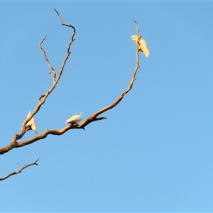 Cacatua galerita at Kyalite, NSW - 25 Mar 2025 07:55 AM