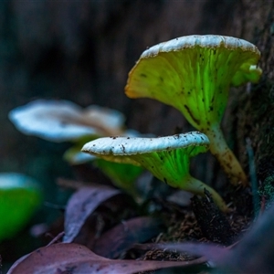 Omphalotus nidiformis at Thirlmere, NSW - suppressed