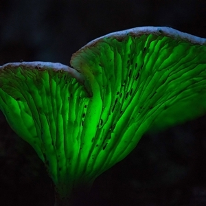 Omphalotus nidiformis at Thirlmere, NSW - suppressed