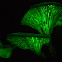 Omphalotus nidiformis at Thirlmere, NSW - suppressed