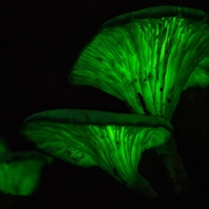 Omphalotus nidiformis at Thirlmere, NSW - suppressed