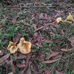 Omphalotus nidiformis at Thirlmere, NSW - suppressed