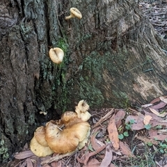 Omphalotus nidiformis at Thirlmere, NSW - suppressed