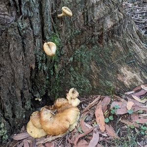 Omphalotus nidiformis at Thirlmere, NSW - suppressed