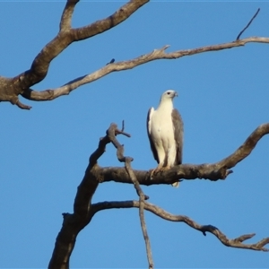 Haliaeetus leucogaster at Kyalite, NSW - 25 Mar 2025 08:55 AM
