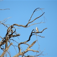 Haliaeetus leucogaster at Kyalite, NSW - 25 Mar 2025 08:55 AM