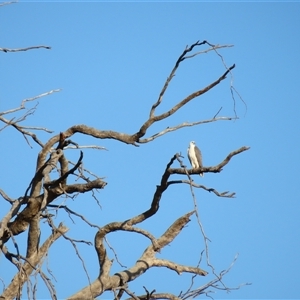 Haliaeetus leucogaster at Kyalite, NSW - 25 Mar 2025 08:55 AM
