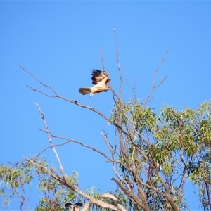 Haliastur sphenurus at Kyalite, NSW - 25 Mar 2025 08:58 AM
