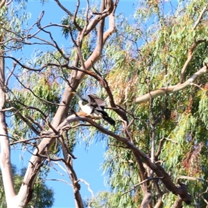 Anhinga novaehollandiae at Goodnight, NSW - 25 Mar 2025 09:15 AM