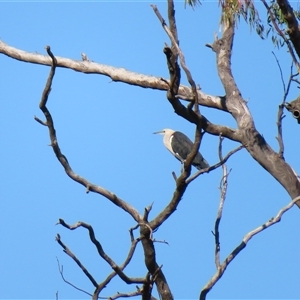 Ardea pacifica at Goodnight, NSW - 25 Mar 2025 09:41 AM