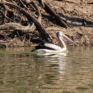 Pelecanus conspicillatus at Goodnight, NSW - 25 Mar 2025 09:41 AM