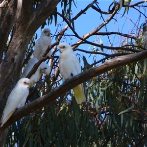 Cacatua sanguinea at Kyalite, NSW - 25 Mar 2025 11:05 AM