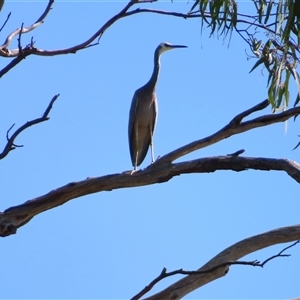 Egretta novaehollandiae at Kenley, VIC - 25 Mar 2025 11:55 AM