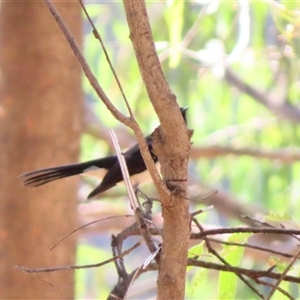 Rhipidura leucophrys at Balranald, NSW - 25 Mar 2025 04:29 PM