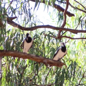 Grallina cyanoleuca at Balranald, NSW - 25 Mar 2025 04:31 PM
