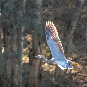 Egretta novaehollandiae at Lower Portland, NSW - 4 Aug 2021 12:25 PM