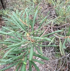 Banksia collina at Laguna, NSW - 2 Apr 2025 10:56 AM