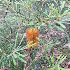 Banksia collina at Laguna, NSW - 2 Apr 2025 10:56 AM