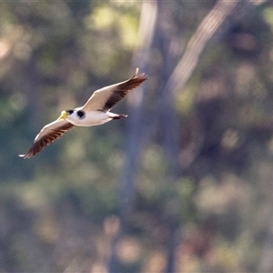 Vanellus miles at Lower Portland, NSW - 4 Aug 2021 12:28 PM