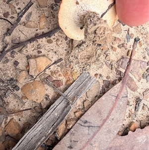 Coltricia sp. at Mogo Creek, NSW - 2 Apr 2025 10:29 AM