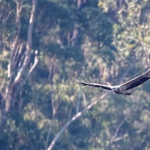 Haliaeetus leucogaster at Lower Portland, NSW - 15 Aug 2021 04:11 PM