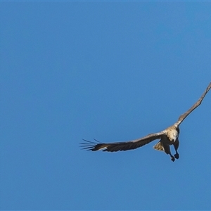 Haliaeetus leucogaster at Lower Portland, NSW - 22 Aug 2021 02:58 PM
