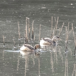 Tachybaptus novaehollandiae at Lower Portland, NSW - 23 Aug 2021 09:51 AM