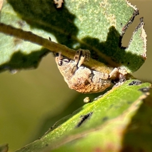 Gonipterus sp. (genus) at Aranda, ACT - 2 Apr 2025 03:19 PM