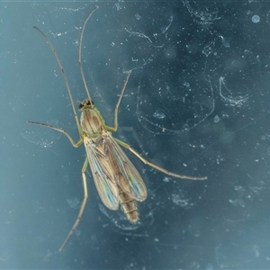 Chironomidae (family) at Lower Portland, NSW - 6 Sep 2021 11:59 AM