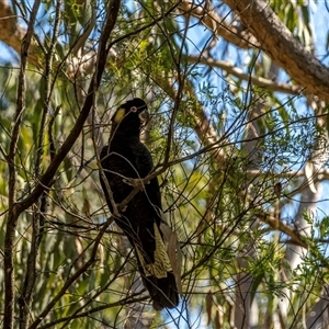 Zanda funerea at Lower Portland, NSW - 7 Sep 2021 11:52 AM