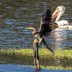 Anhinga novaehollandiae at Lower Portland, NSW - 8 Sep 2021 04:05 PM