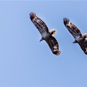 Haliaeetus leucogaster at Lower Portland, NSW - 8 Sep 2021 12:18 PM