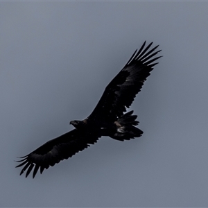 Aquila audax at Lower Portland, NSW - 13 Sep 2021 04:34 PM