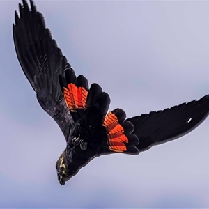 Calyptorhynchus lathami lathami at Lower Portland, NSW - suppressed