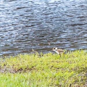Vanellus miles at Lower Portland, NSW - 26 Sep 2021 03:14 PM