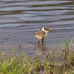 Vanellus miles at Lower Portland, NSW - 26 Sep 2021 03:14 PM