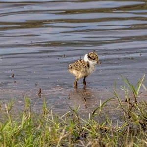 Vanellus miles at Lower Portland, NSW - 26 Sep 2021 03:14 PM