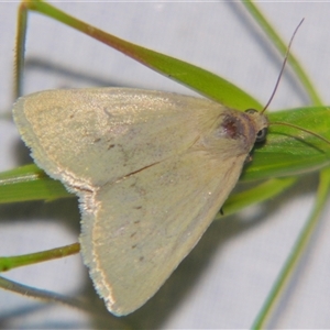 Heliocheilus moribunda at Bolivia, NSW - suppressed