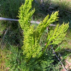 Sceptridium australe at Wyanbene, NSW - suppressed