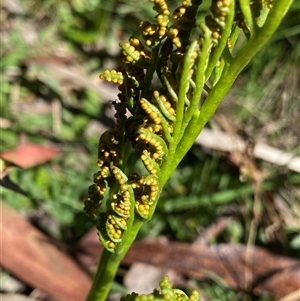 Sceptridium australe at Wyanbene, NSW - suppressed