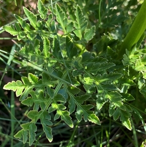 Sceptridium australe at Wyanbene, NSW - suppressed