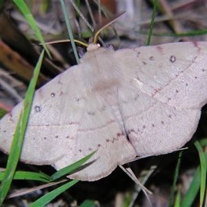 Anthela acuta at Bolivia, NSW - suppressed