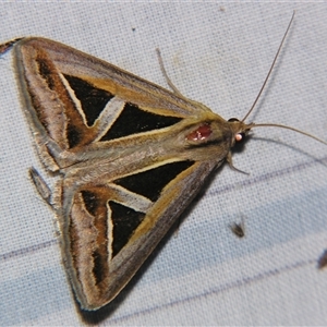 Trigonodes hyppasia at Bolivia, NSW - suppressed
