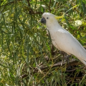 Cacatua galerita at Lower Portland, NSW - 21 Oct 2021 01:18 PM